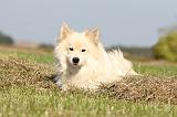 CHIEN FINNOIS DE LAPONIE 333